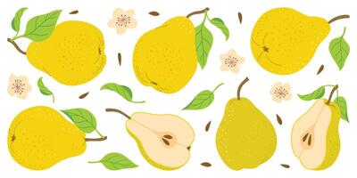 Hand drawn colorful pear set, whole and cut fruit, flowers, leaves. Trendy flat style isolated on white for textiles, labels, posters. Ripe juicy pears. Vegetarian organic food. vector