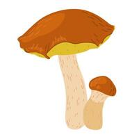 Suillus mushrooms. Edible fungus. Hand drawn trendy flat style isolated on white background. Autumn forest harvest, healthy organic food, vegetarian food. vector
