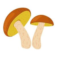 Suillus mushrooms. Edible fungus. Hand drawn trendy flat style isolated on white background. Autumn forest harvest, healthy organic food, vegetarian food. vector