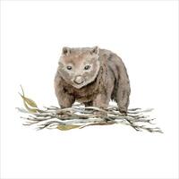 Wombat with a pile of dry tree branches. Watercolor illustration isolated on white background. Hand drawn endemic Australian animal for cards designs, stickers and prints. Native wildlife painting vector