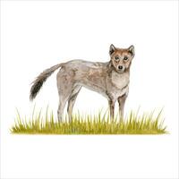 Dingo wild dog on a strip of grass composition. Watercolor illustration isolated on white background. Hand drawn Australian animal for cards designs, zoo stickers and prints. Native wildlife painting vector