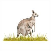 Kangaroo with a joey on strip of grass. Watercolor illustration isolated on white background. Hand drawn endemic Australian animal for cards designs, zoo stickers and prints. Native wildlife painting. vector