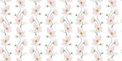 Print of pink and white Cosmea flowers. Cosmos bipinnatus. Hand drawn watercolor seamless pattern of Mexican aster. Summer floral background for wedding design, textiles, wrapping paper, scrapbooking vector
