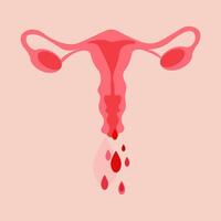 humano anatomía hembra reproductivo sistema, hembra reproductivo órganos órganos ubicación esquema útero, cuello uterino, ovario, falopio tubo icono. ilustración. vector