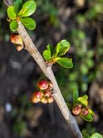 Buds of flowers and leaves of Chaenomeles speciosa, a shrub. known as Japanese quince or Chinese quince. photo