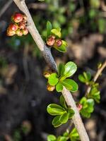 Buds of flowers and leaves of Chaenomeles speciosa, a shrub. known as Japanese quince or Chinese quince. photo