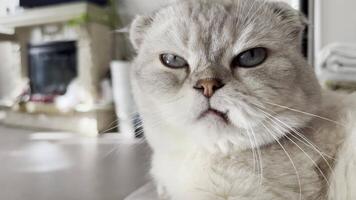 Nahansicht Porträt von ein katzenhaft falten Katze mit ein krumm hervorstehend Zahn suchen Gerade in das Kamera video