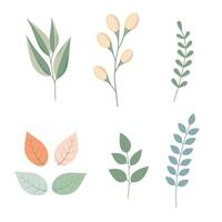 Beautiful Set of Flowers and Plant Illustrations vector