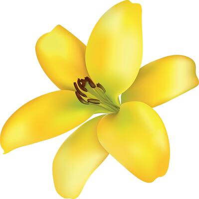 Lily Flower. Lily Bloom. Isolated Background.