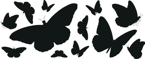 A collection of butterflies with a white background vector