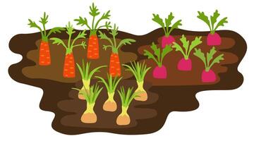 vegetal camas verano jardín. zanahoria, rábano, cebolla. jardín brotado plantas. aislado ilustración vector