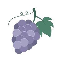 Purple grapes on a branch. Isolated illustration for your design. vector