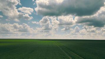 velozes voar sobre uma campo do verde trigo e velozes comovente nuvens. espaço de tempo campo panorama com nuvens video