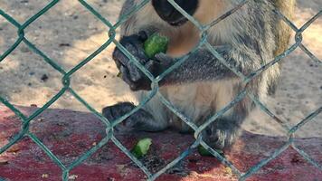 macaco comendo uma pepino enquanto dentro uma jaula. animais alimentando dentro cativeiro. video