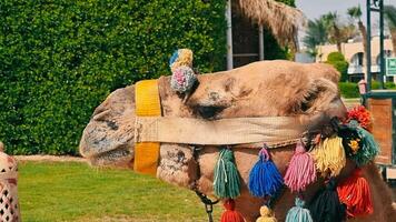 Camel close up decorated with colorful threads. Camel for tourists. video