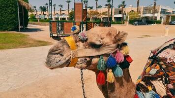 Camel close up decorated with colorful threads. Camel for tourists. video