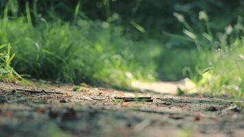 Ukraine. lviv. 13.07.2021 jambes de un athlète proche en haut fonctionnement sur une forêt piste. poussière surgissant de fonctionnement rapide. le jogging dans le Matin dans le parc proche opérationnel homme, baskets proche en haut jambe fonctionnement video