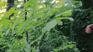 The man who touched the plant while running. Male athlete running through the bushes. video