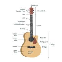 Parts of an acoustic guitar chart illustration. Guitar anatomy infographic. Guitar parts. Headstock, neck, fretboard, frets, strings, tuning pegs, sound hole, pickguard. Guitar parts vector