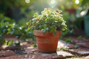 Jade plant with bright green leaves in a clay pot in a sunny patio garden. photo