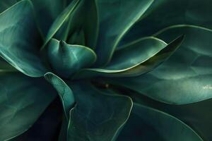 Soft abstract cactus plant with bold green color. photo