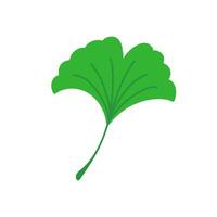 Ginkgo leaf. Flat color illustration isolated on white background. vector