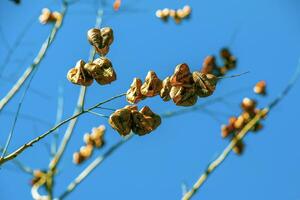 Koelreuteria paniculata tree and flower in spring. The yellow flowers have turned into brownish seed pods photo