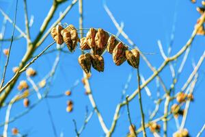 Koelreuteria paniculata tree and flower in spring. The yellow flowers have turned into brownish seed pods photo