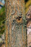 Golden rain tree bark detail - Latin name - Koelreuteria paniculata photo