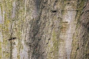 Quercus coccinea bark background. Oak bark texture. photo