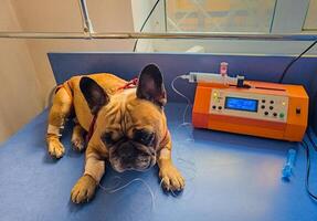 A French bulldog is being treated at a veterinary clinic. IV with catheter in the paw. photo