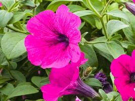 Petunia, colorful petunia flower. Floral pattern. Spring and summer flowers petunia background texture photo