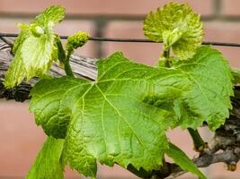 joven hojas y flor brotes en un uva vino en primavera. selectivo atención foto