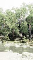 uma sereno rio fluindo através uma vibrante verde floresta video