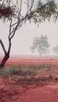 un escénico ver de un rural paisaje con arboles en un rojo suciedad campo video