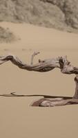 A tree branch in the sand with a mountain in the background video