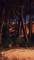 un grupo de palma arboles silueta en contra un estrellado noche cielo en el Desierto video