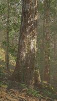 solljus filtrering genom en lugn björk skog video
