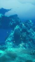 An underwater view of a coral reef in the ocean video