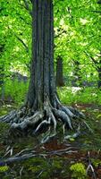 un denso bosque con alto arboles y luz de sol filtración mediante el ramas video