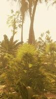 A view of a beach with palm trees and the ocean in the background video