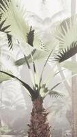 een palm boom in de midden- van een Woud video