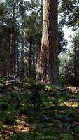 un' denso foresta con torreggiante alberi video