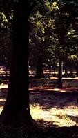 il sole splendente attraverso il alberi nel un' sereno foresta video