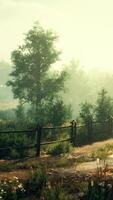 A serene forest path with a rustic fence in the foreground video