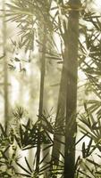 A serene bamboo grove enveloped in mystical fog video