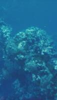 un vibrante coral arrecife rebosante con vistoso pescado video