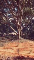 un rústico campo con un pintoresco fondo de arboles video