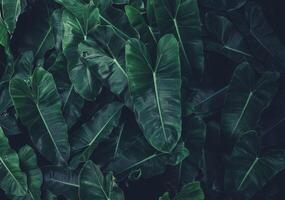 leaves of Philodendron burle marx , abstract green dark texture, nature background, tropical leaf photo