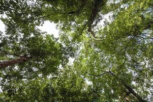 un ver desde el fondo de un grande árbol en el bosque. foto